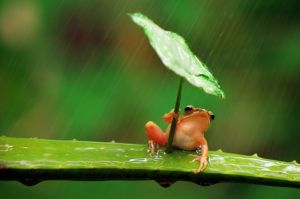 frog-under-umbrella2